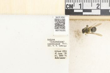 Media type: image;   Entomology 770191 Aspect: Labels